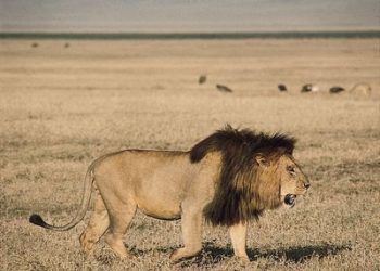 Just In: Lion Kills OAU Staff