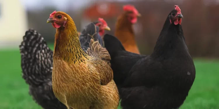 19-year-old  jailed for stealing chickens