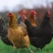 19-year-old  jailed for stealing chickens